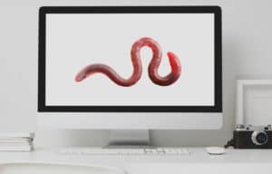 what is a computer worm?