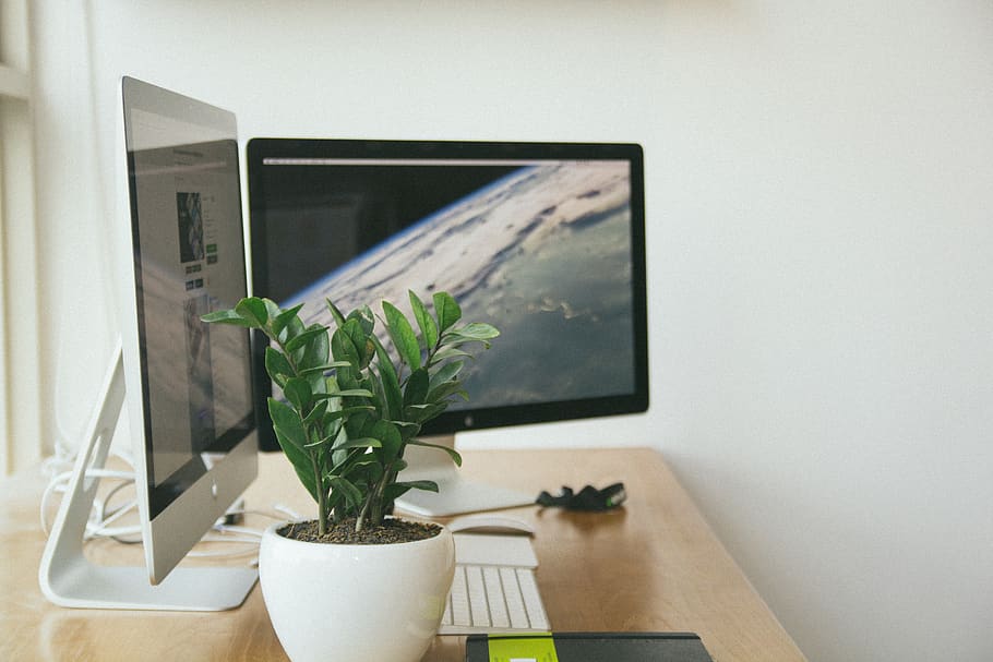 two monitor and a plant on the table